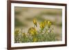 Kenya, Amboseli National Park, Yellow Canary or Weaver-Anthony Asael-Framed Photographic Print