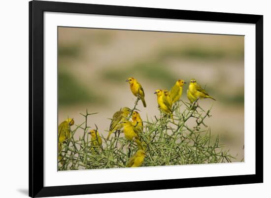 Kenya, Amboseli National Park, Yellow Canary or Weaver-Anthony Asael-Framed Photographic Print