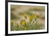 Kenya, Amboseli National Park, Yellow Canary or Weaver-Anthony Asael-Framed Photographic Print