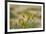 Kenya, Amboseli National Park, Yellow Canary or Weaver-Anthony Asael-Framed Photographic Print