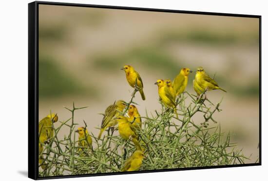 Kenya, Amboseli National Park, Yellow Canary or Weaver-Anthony Asael-Framed Stretched Canvas