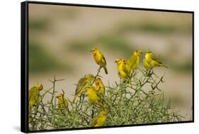 Kenya, Amboseli National Park, Yellow Canary or Weaver-Anthony Asael-Framed Stretched Canvas