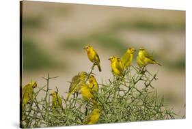 Kenya, Amboseli National Park, Yellow Canary or Weaver-Anthony Asael-Stretched Canvas