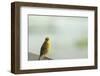 Kenya, Amboseli National Park, Yellow Canary or Weaver-Thibault Van Stratum-Framed Photographic Print