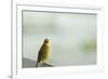 Kenya, Amboseli National Park, Yellow Canary or Weaver-Thibault Van Stratum-Framed Photographic Print