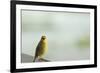 Kenya, Amboseli National Park, Yellow Canary or Weaver-Thibault Van Stratum-Framed Photographic Print