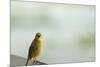 Kenya, Amboseli National Park, Yellow Canary or Weaver-Thibault Van Stratum-Mounted Photographic Print