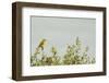 Kenya, Amboseli National Park, Yellow Canary or Weaver-Thibault Van Stratum-Framed Photographic Print