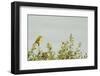 Kenya, Amboseli National Park, Yellow Canary or Weaver-Thibault Van Stratum-Framed Photographic Print