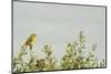 Kenya, Amboseli National Park, Yellow Canary or Weaver-Thibault Van Stratum-Mounted Photographic Print