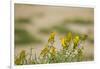 Kenya, Amboseli National Park, Yellow Canary or Weaver-Anthony Asael-Framed Photographic Print