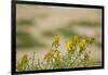 Kenya, Amboseli National Park, Yellow Canary or Weaver-Anthony Asael-Framed Photographic Print