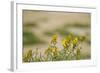 Kenya, Amboseli National Park, Yellow Canary or Weaver-Anthony Asael-Framed Photographic Print