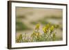 Kenya, Amboseli National Park, Yellow Canary or Weaver-Anthony Asael-Framed Photographic Print