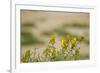 Kenya, Amboseli National Park, Yellow Canary or Weaver-Anthony Asael-Framed Photographic Print