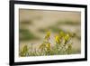 Kenya, Amboseli National Park, Yellow Canary or Weaver-Anthony Asael-Framed Photographic Print