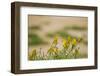 Kenya, Amboseli National Park, Yellow Canary or Weaver-Anthony Asael/Art in All of Us-Framed Photographic Print