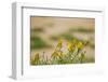 Kenya, Amboseli National Park, Yellow Canary or Weaver-Anthony Asael/Art in All of Us-Framed Photographic Print