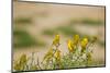 Kenya, Amboseli National Park, Yellow Canary or Weaver-Anthony Asael/Art in All of Us-Mounted Photographic Print