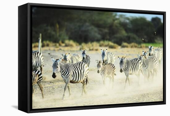 Kenya, Amboseli National Park, Zebras Running in the Dust-Thibault Van Stratum-Framed Stretched Canvas