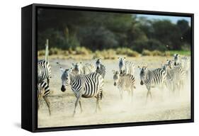 Kenya, Amboseli National Park, Zebras Running in the Dust-Thibault Van Stratum-Framed Stretched Canvas