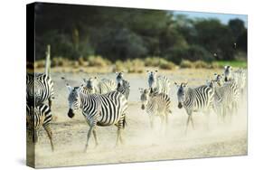 Kenya, Amboseli National Park, Zebras Running in the Dust-Thibault Van Stratum-Stretched Canvas