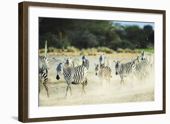 Kenya, Amboseli National Park, Zebras Running in the Dust-Thibault Van Stratum-Framed Photographic Print