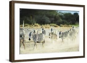 Kenya, Amboseli National Park, Zebras Running in the Dust-Thibault Van Stratum-Framed Photographic Print