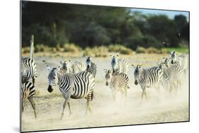 Kenya, Amboseli National Park, Zebras Running in the Dust-Thibault Van Stratum-Mounted Photographic Print