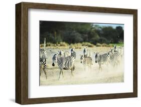 Kenya, Amboseli National Park, Zebras Running in the Dust-Thibault Van Stratum-Framed Photographic Print