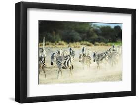 Kenya, Amboseli National Park, Zebras Running in the Dust-Thibault Van Stratum-Framed Photographic Print