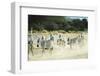 Kenya, Amboseli National Park, Zebras Running in the Dust-Thibault Van Stratum-Framed Photographic Print