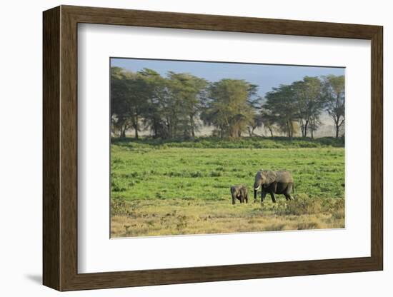 Kenya, Amboseli NP, Elephant Mother Playing with Dust with Calf-Anthony Asael-Framed Photographic Print