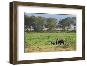 Kenya, Amboseli NP, Elephant Mother Playing with Dust with Calf-Anthony Asael-Framed Photographic Print