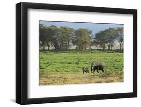 Kenya, Amboseli NP, Elephant Mother Playing with Dust with Calf-Anthony Asael-Framed Photographic Print