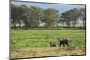 Kenya, Amboseli NP, Elephant Mother Playing with Dust with Calf-Anthony Asael-Mounted Photographic Print