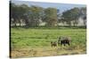 Kenya, Amboseli NP, Elephant Mother Playing with Dust with Calf-Anthony Asael-Stretched Canvas