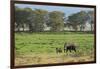 Kenya, Amboseli NP, Elephant Mother Playing with Dust with Calf-Anthony Asael-Framed Photographic Print