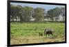 Kenya, Amboseli NP, Elephant Mother Playing with Dust with Calf-Anthony Asael-Framed Photographic Print