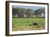 Kenya, Amboseli NP, Elephant Mother Playing with Dust with Calf-Anthony Asael-Framed Photographic Print