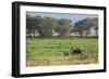 Kenya, Amboseli NP, Elephant Mother Playing with Dust with Calf-Anthony Asael-Framed Photographic Print