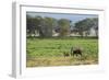 Kenya, Amboseli NP, Elephant Mother Playing with Dust with Calf-Anthony Asael-Framed Photographic Print