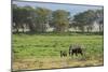 Kenya, Amboseli NP, Elephant Mother Playing with Dust with Calf-Anthony Asael-Mounted Photographic Print