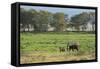 Kenya, Amboseli NP, Elephant Mother Playing with Dust with Calf-Anthony Asael-Framed Stretched Canvas