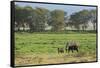 Kenya, Amboseli NP, Elephant Mother Playing with Dust with Calf-Anthony Asael-Framed Stretched Canvas