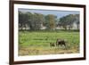 Kenya, Amboseli NP, Elephant Mother Playing with Dust with Calf-Anthony Asael-Framed Photographic Print