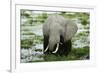 Kenya, Amboseli NP, Elephants in Wet Grassland in Cloudy Weather-Anthony Asael-Framed Photographic Print