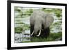 Kenya, Amboseli NP, Elephants in Wet Grassland in Cloudy Weather-Anthony Asael-Framed Photographic Print