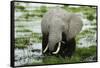 Kenya, Amboseli NP, Elephants in Wet Grassland in Cloudy Weather-Anthony Asael-Framed Stretched Canvas