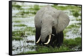 Kenya, Amboseli NP, Elephants in Wet Grassland in Cloudy Weather-Anthony Asael-Framed Stretched Canvas